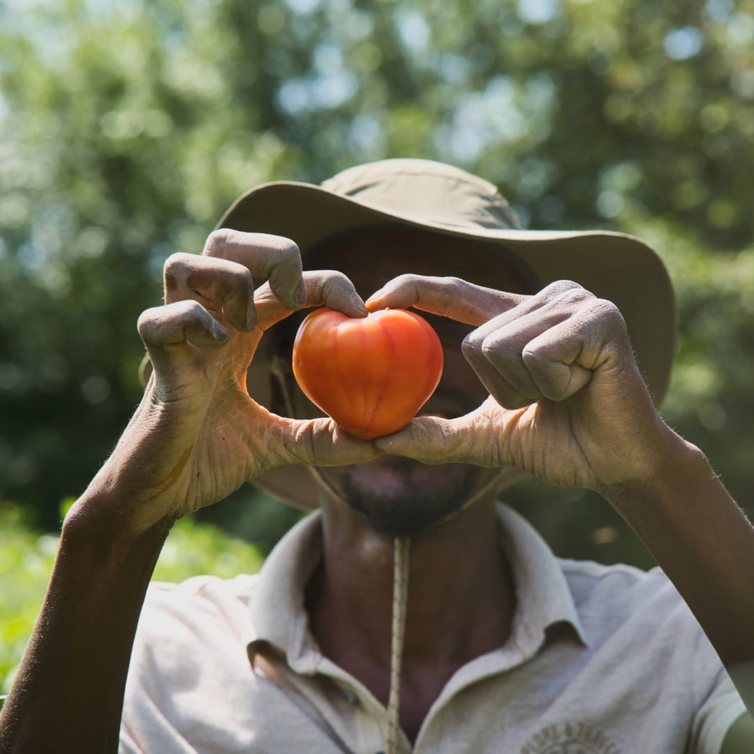 Les Amanins - Maraîcher montrant une tomate dans un cœur