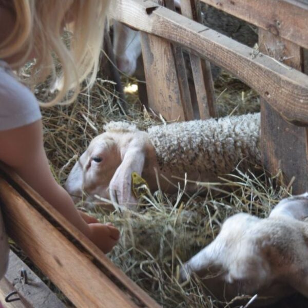 A la bergerie - Séjour été au cœur de la ferme avec Bayard Jeunesse