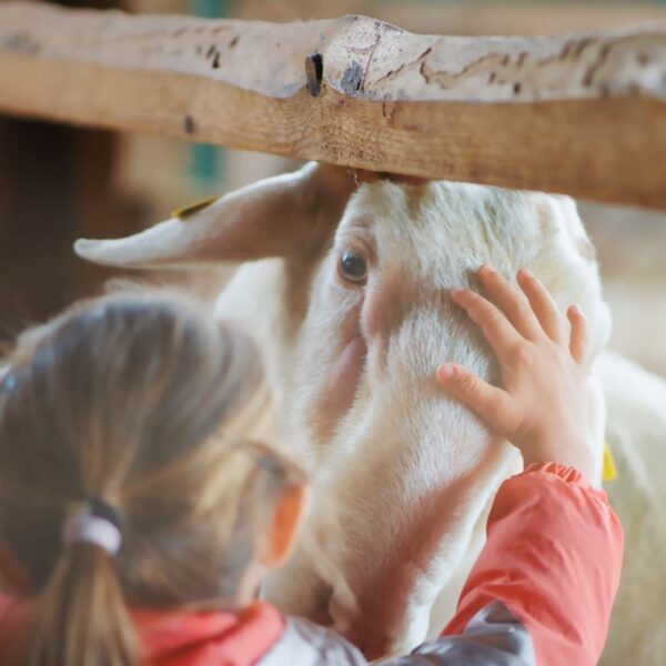 Enfant et brebis