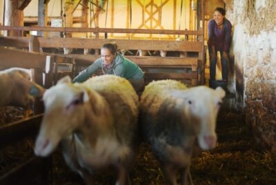 L'éleveuse et une wwoofeuse au milieu des brebis de la bergerie des Amanins