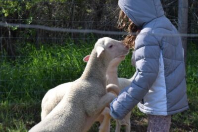 Enfant jouant avec des agneaux en vacances en automne aux Amanins